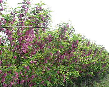 香花槐