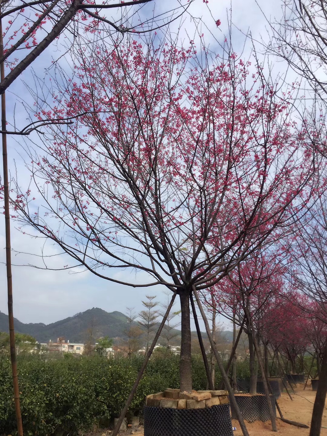 山樱花