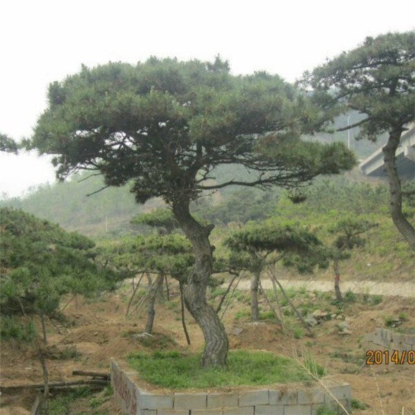 造型树