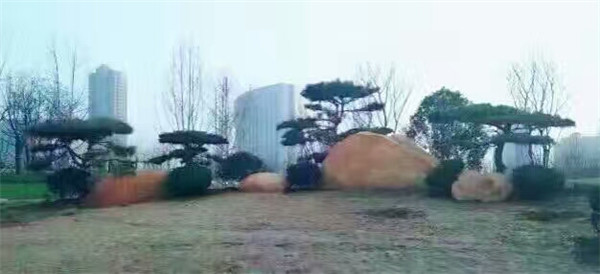 造型景观松