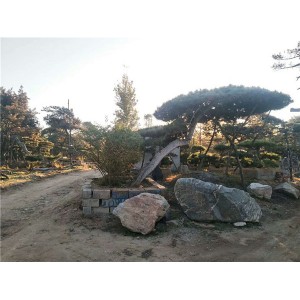 造型油松