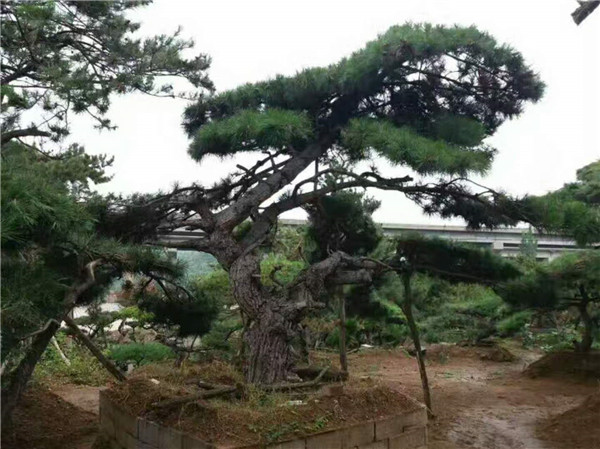 造型松