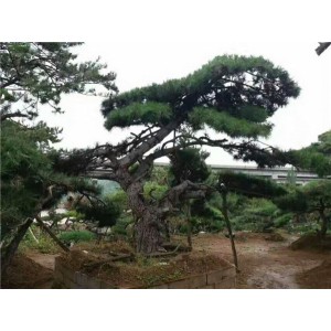 造型松