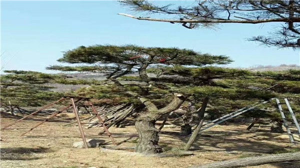 造型景观松