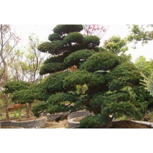 绿化松树