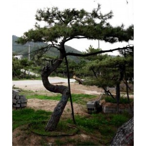 绿化松