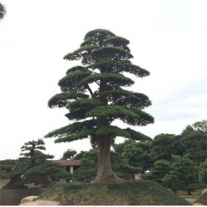 景观松树