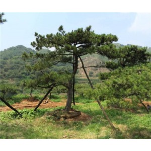 大型古松