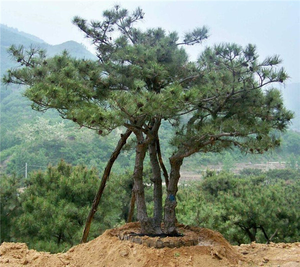 造型景观松