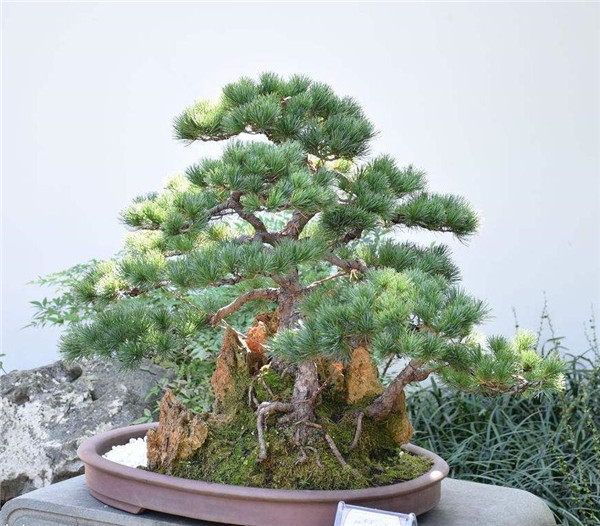 造型松盆景