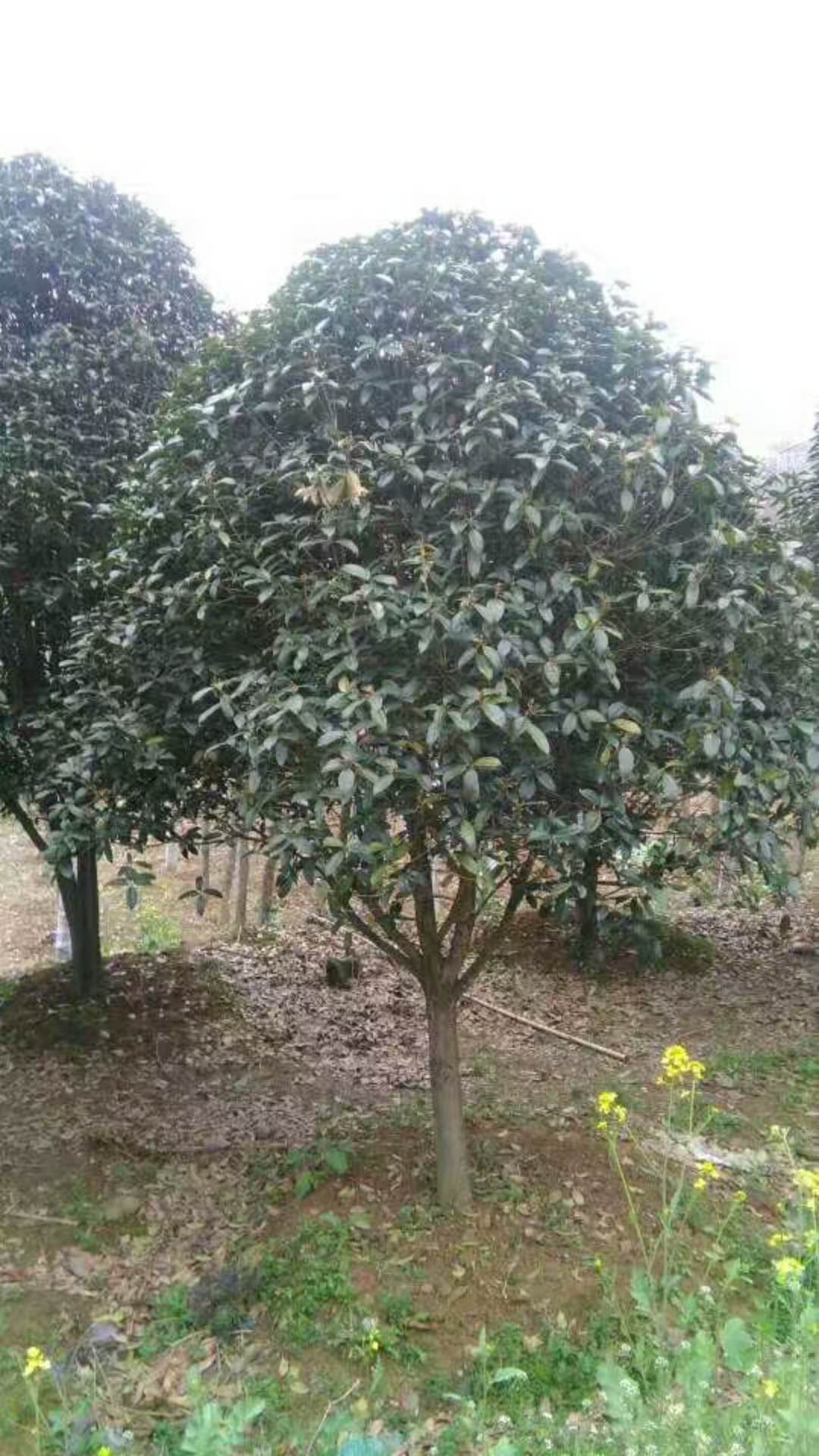 精品桂花