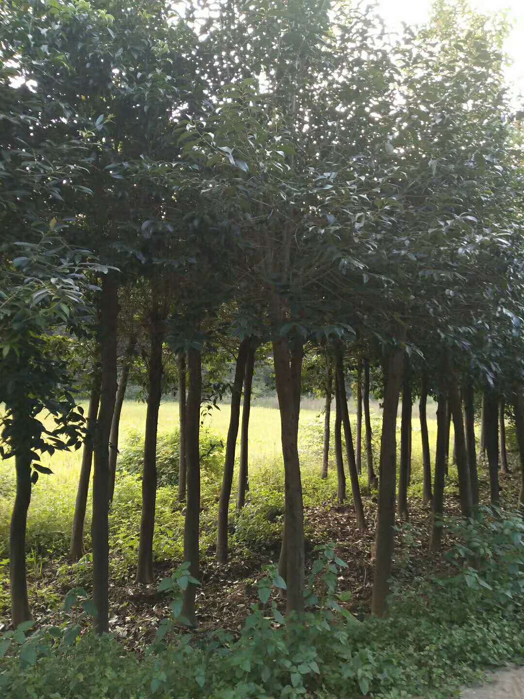 红果冬青基地