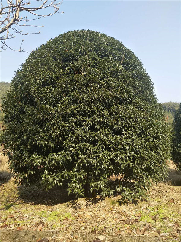 金桂基地