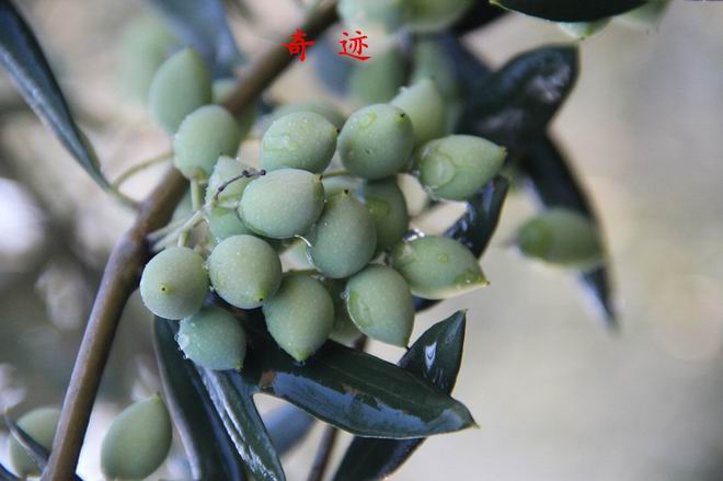 油橄榄良种：奇迹
