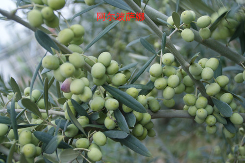 油橄榄良种：阿尔波萨纳