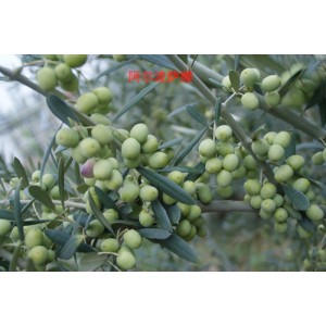 油橄榄良种：阿尔波萨纳