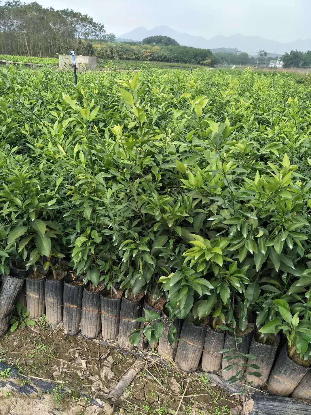 沃柑苗批发