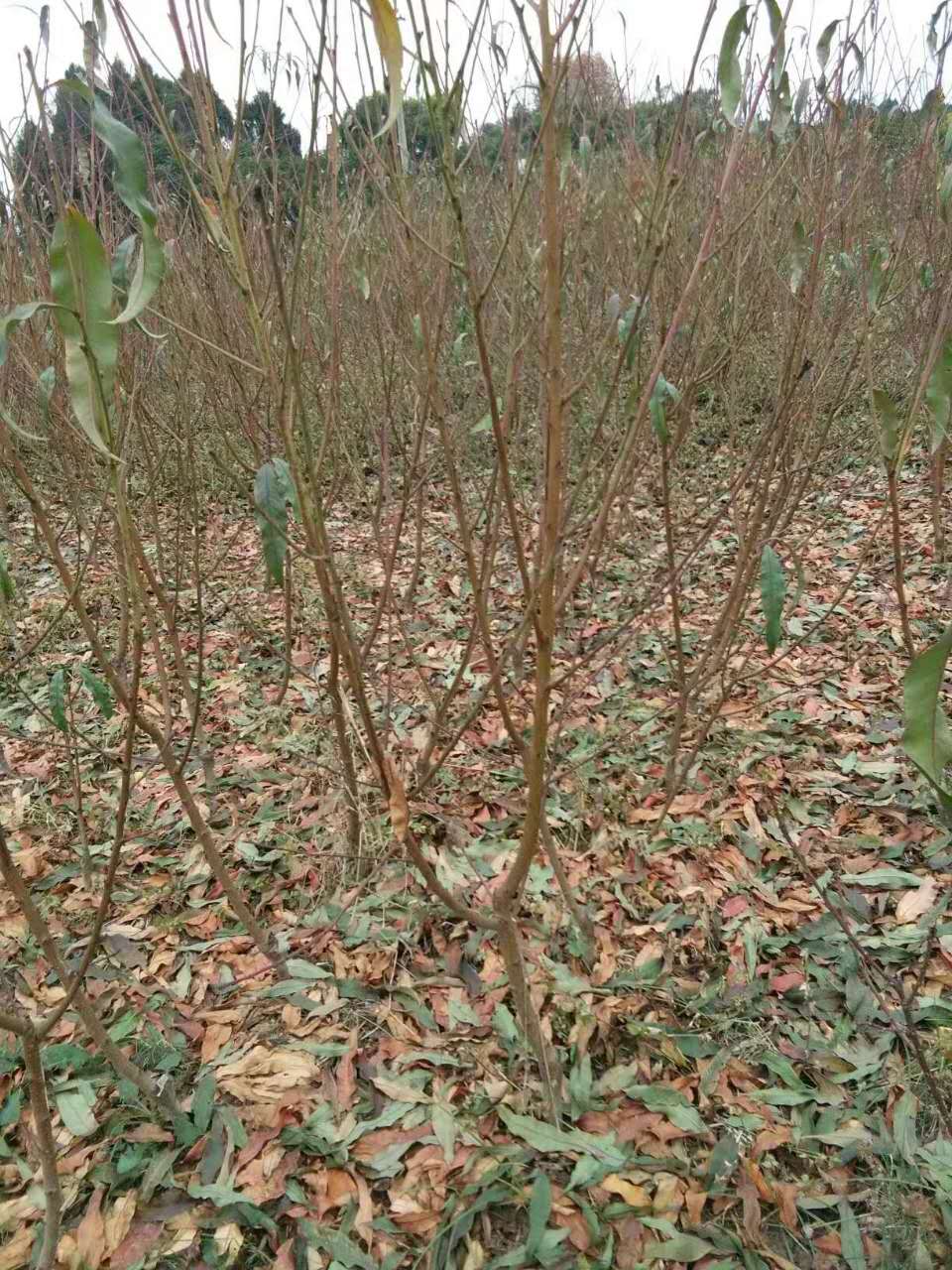 李子苗批批发