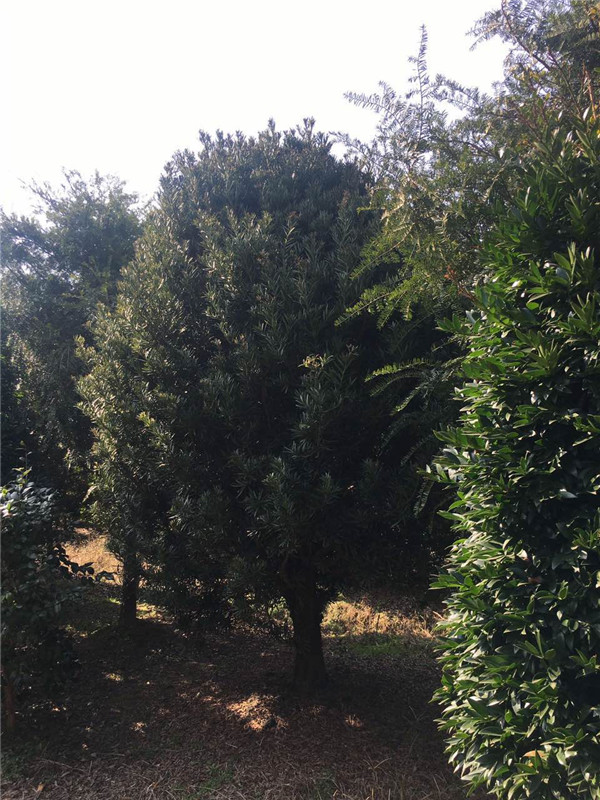 罗汉松基地