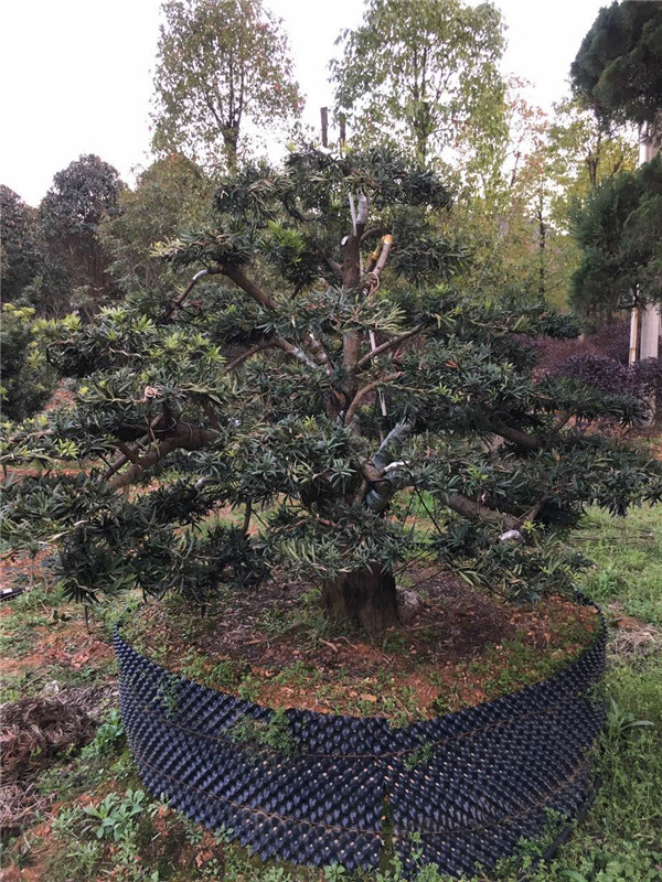 造型罗汉松