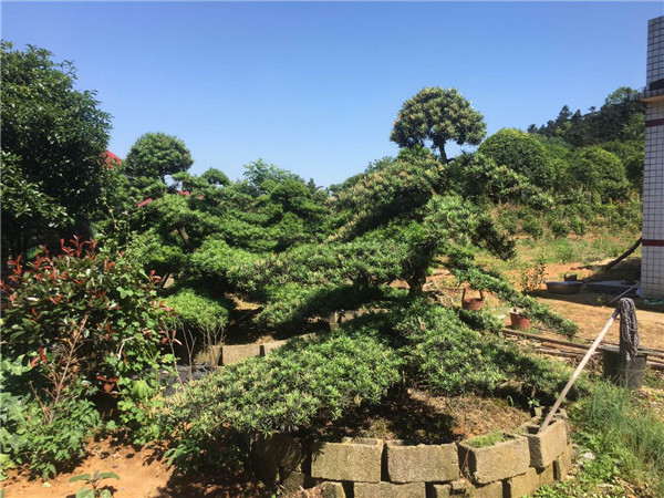 造型罗汉松基地