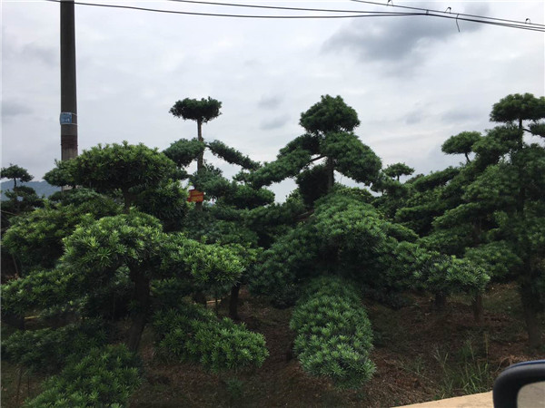 造型罗汉松批发