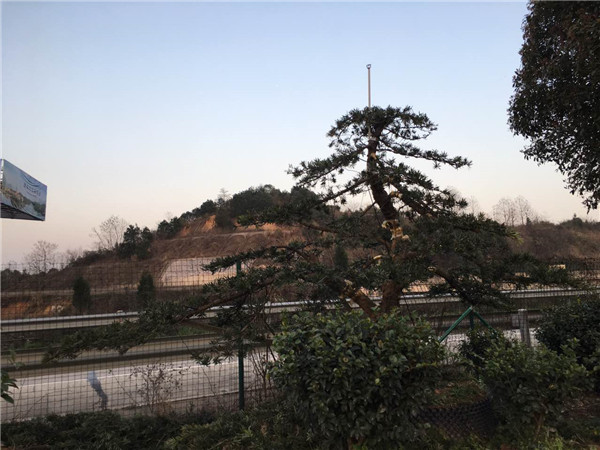 造型罗汉松