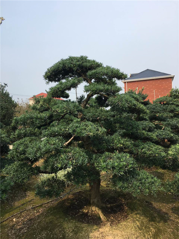 造型罗汉松基地