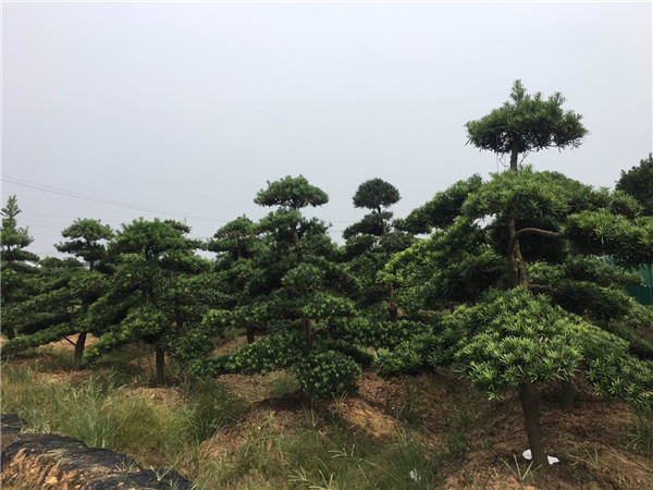 造型罗汉松基地