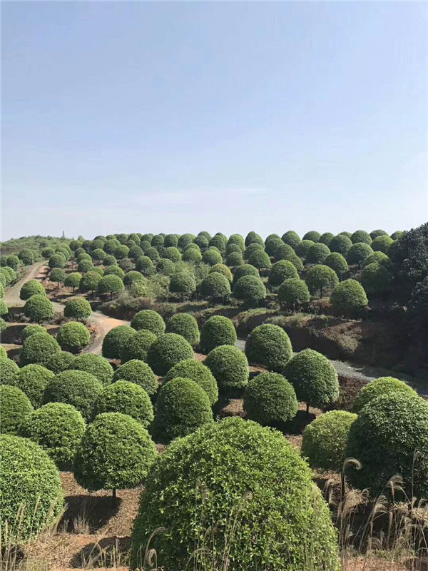 桂花树