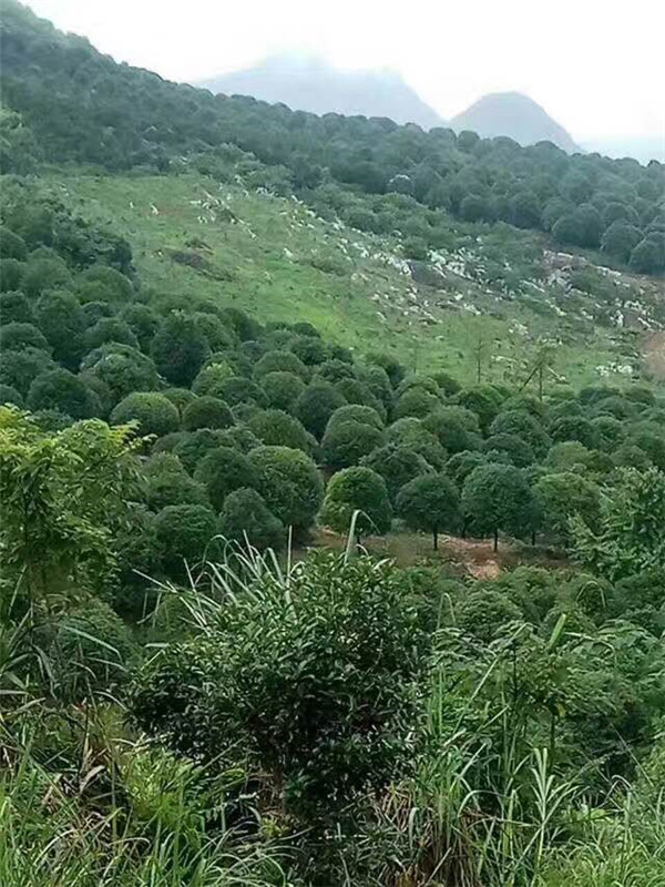 桂花、罗汉松