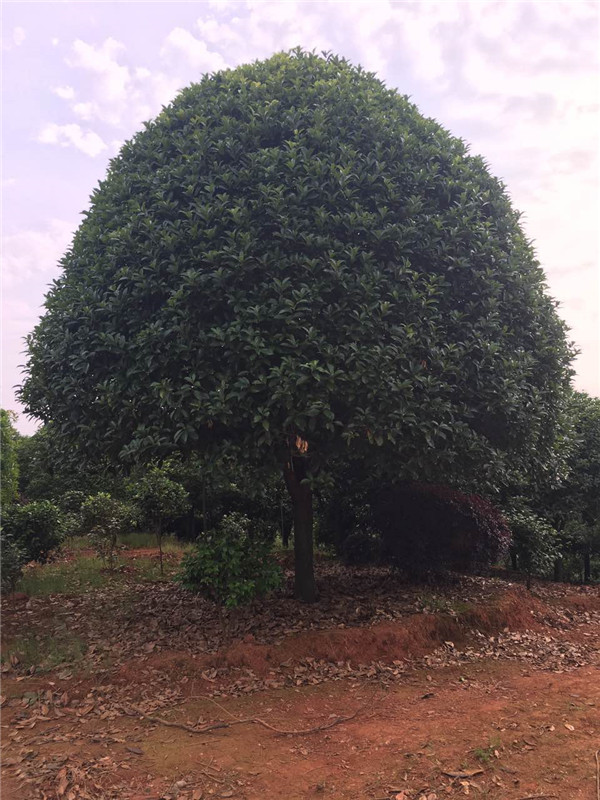 桂花树批发