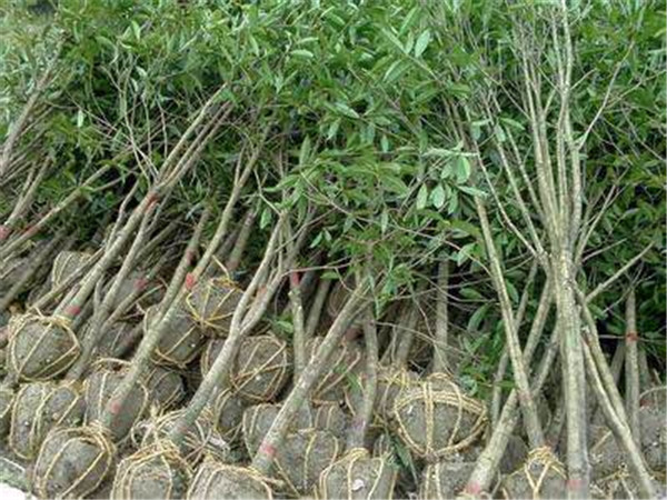 桂花树价格
