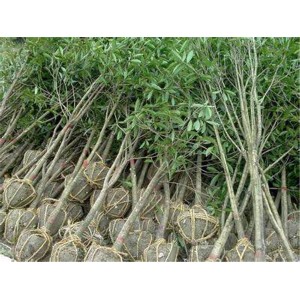 桂花树价格