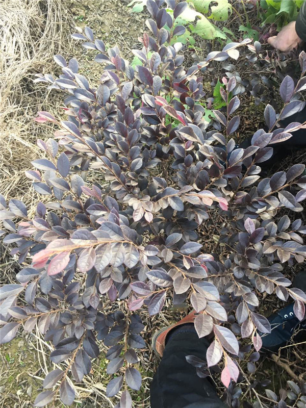红花继木