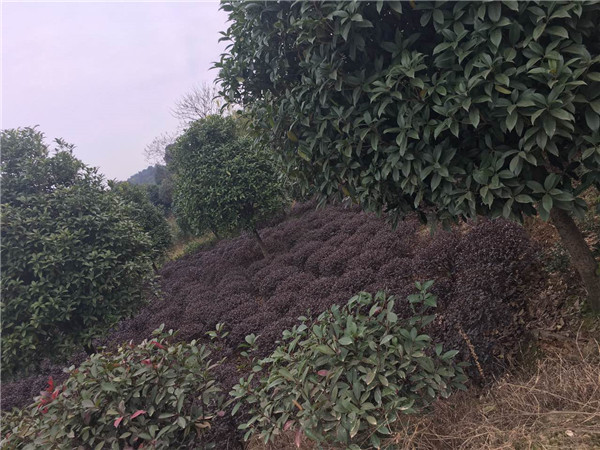 红花继木基地