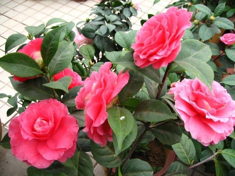 茶花