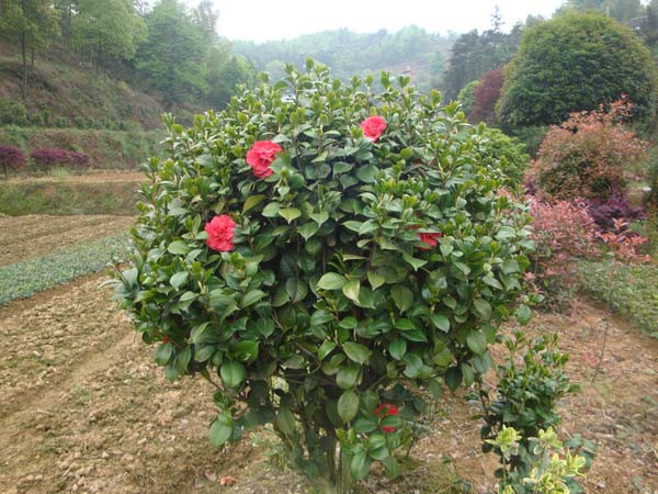 茶花