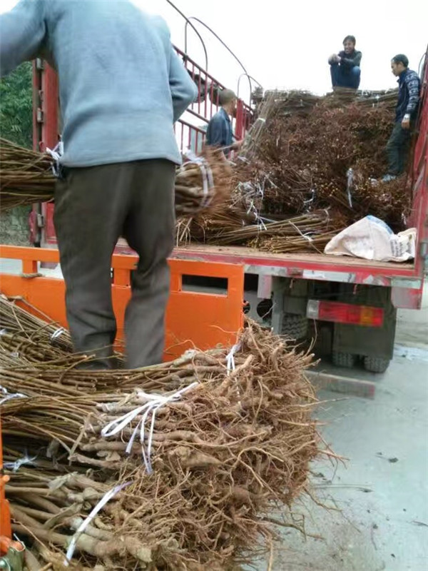 蜂糖李