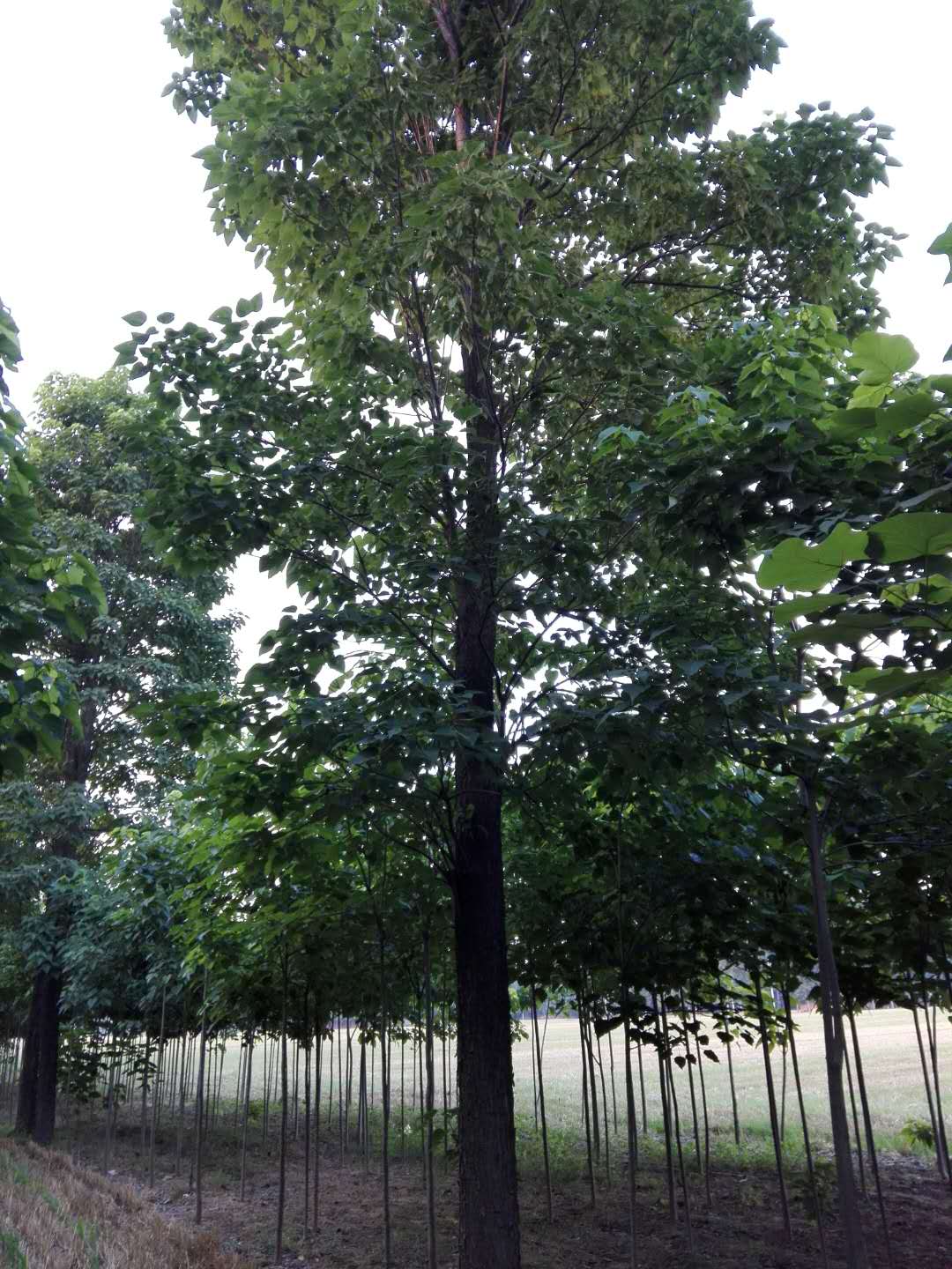 老式大楸树