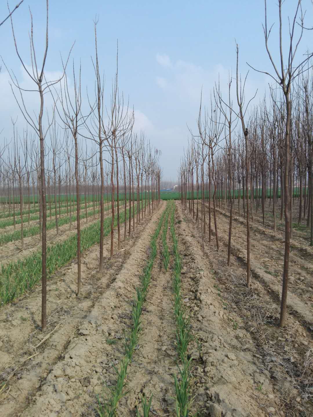4～6公分楸树 基地