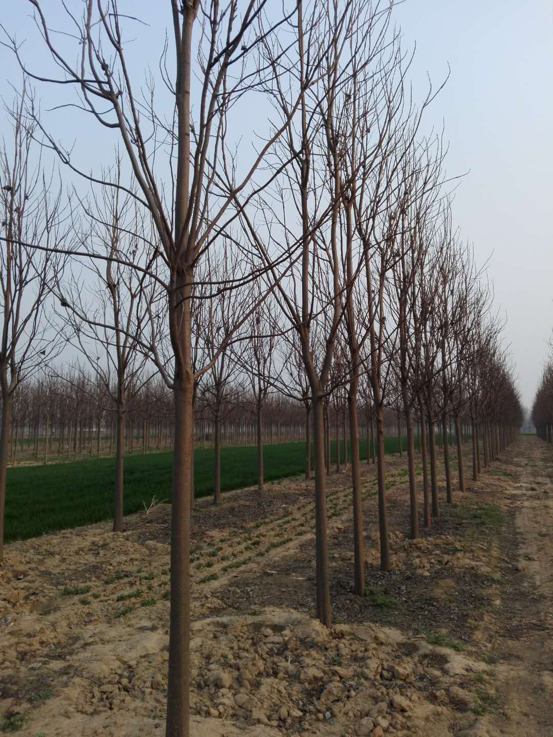 10～12公分楸树 基地