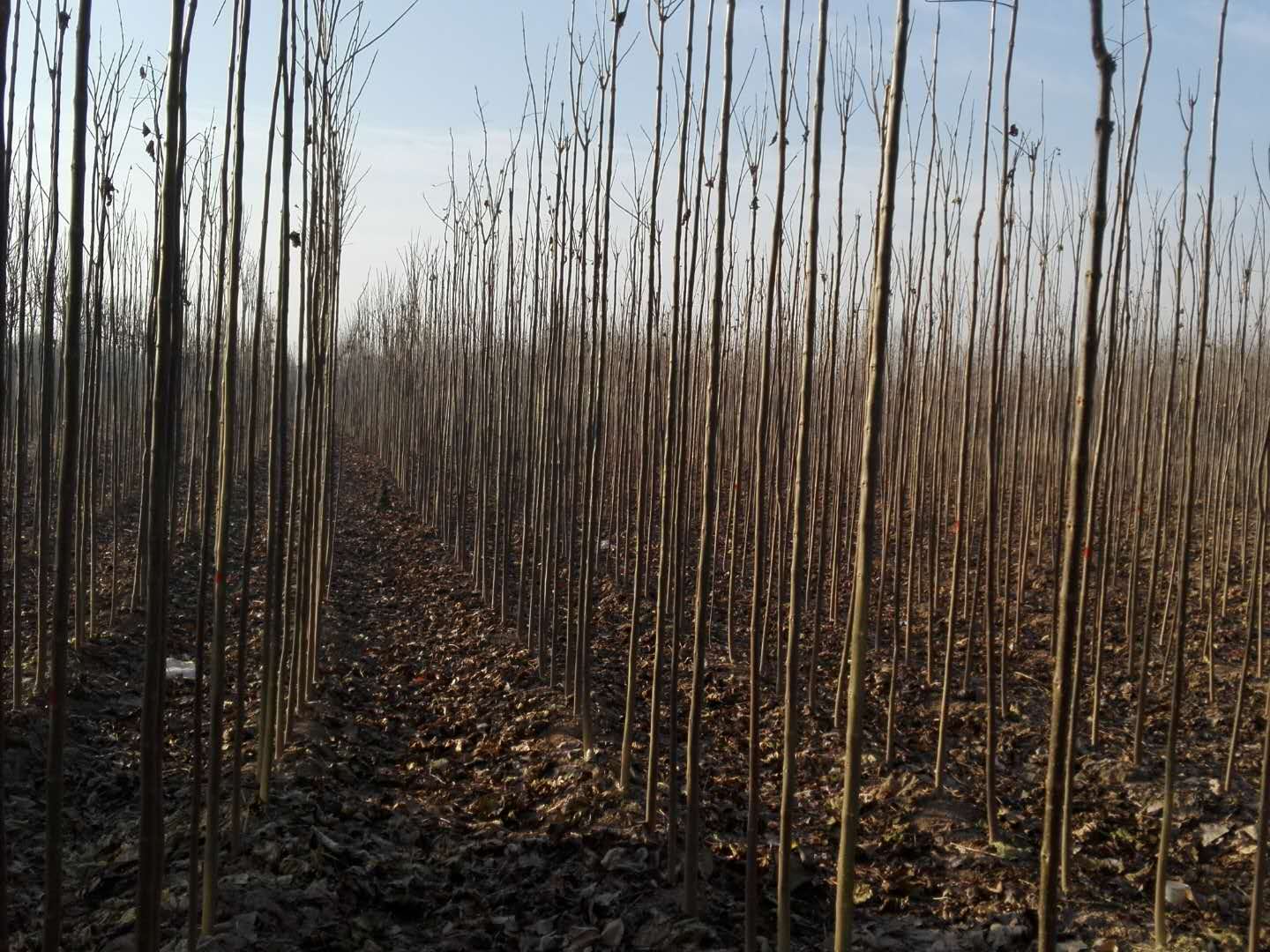 楸树小苗基地