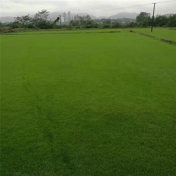 马尼拉草坪
