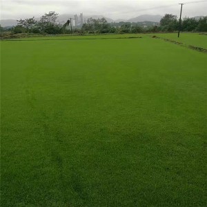 马尼拉草坪