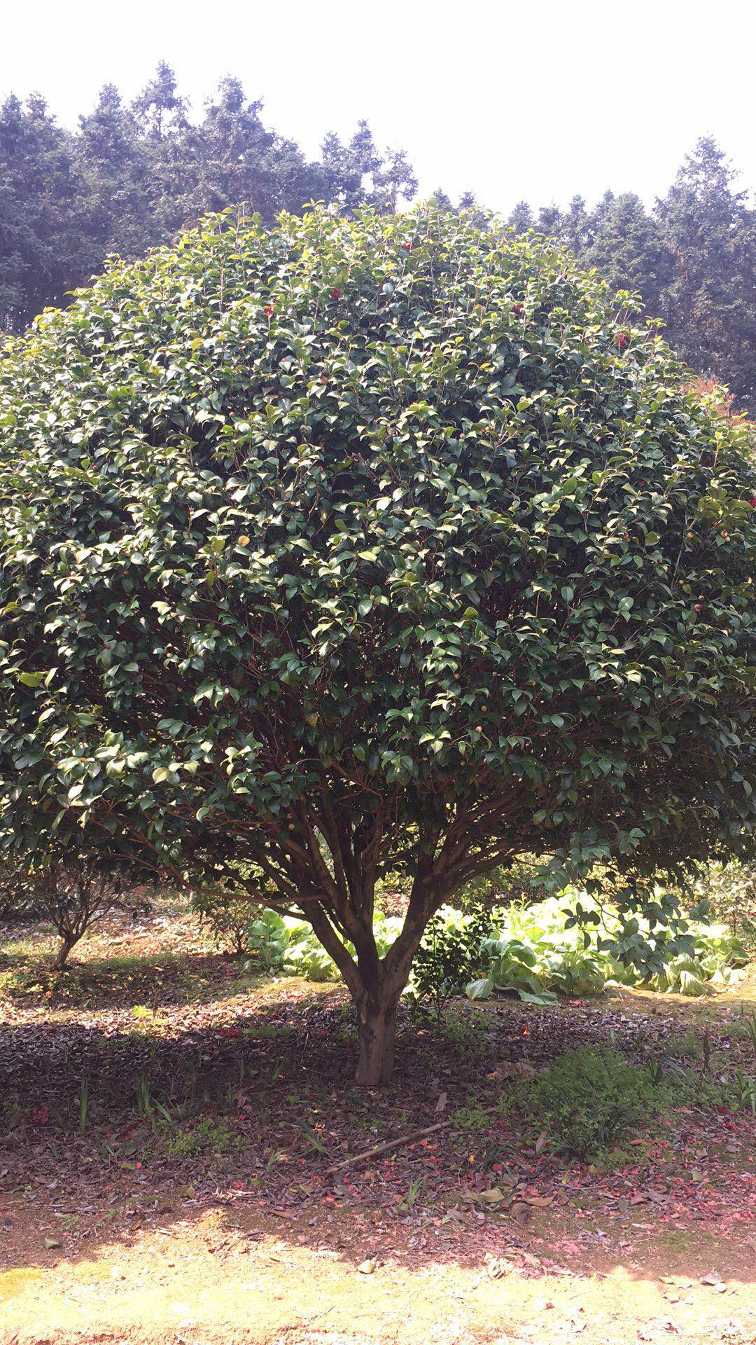 茶花基地