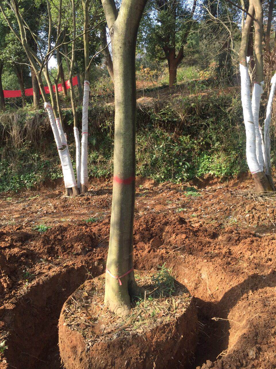 独杆朴树基地