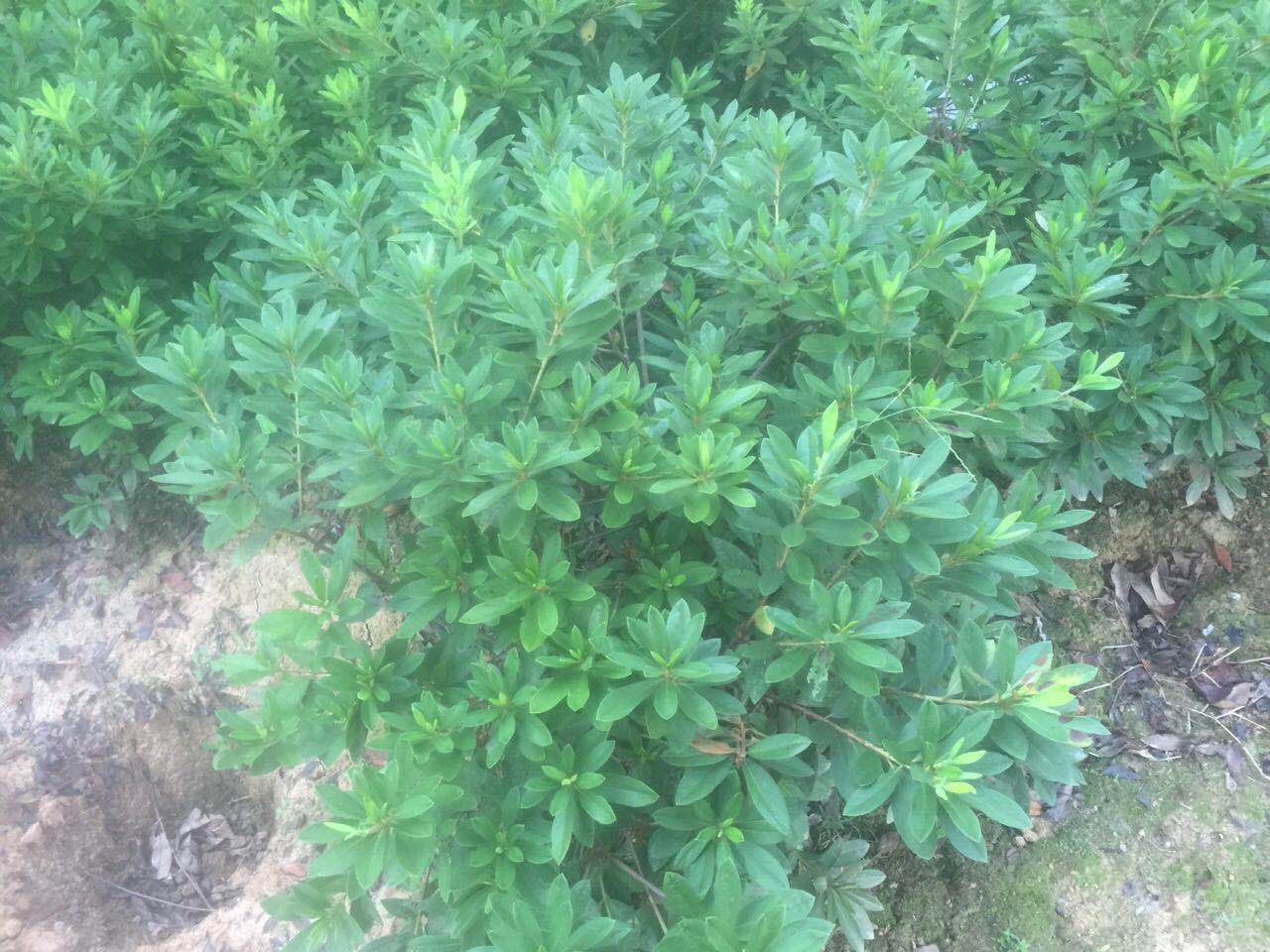 杜鹃球
