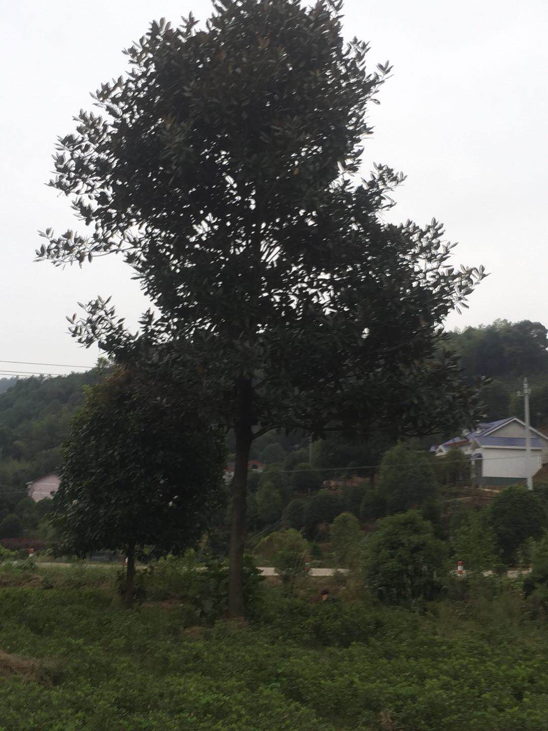 广玉兰基地