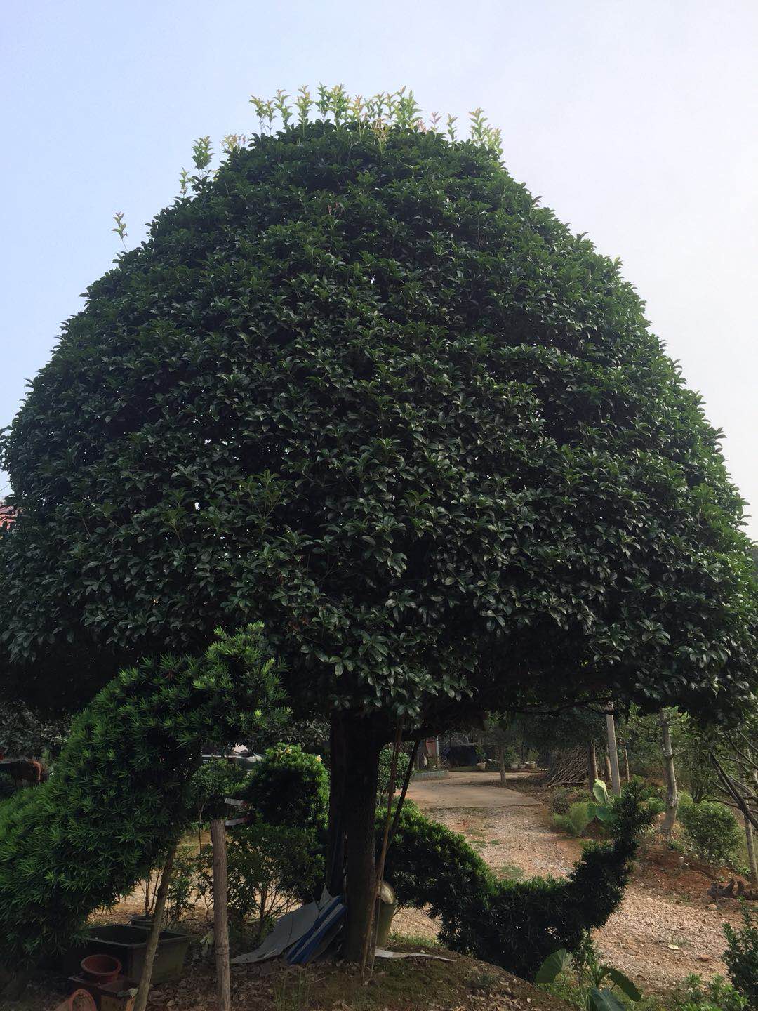 桂花树苗，桂花树价格、广玉兰价格，广玉兰基地